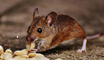 24 Hour & Emergency Exterminators in Rose Hill, AL